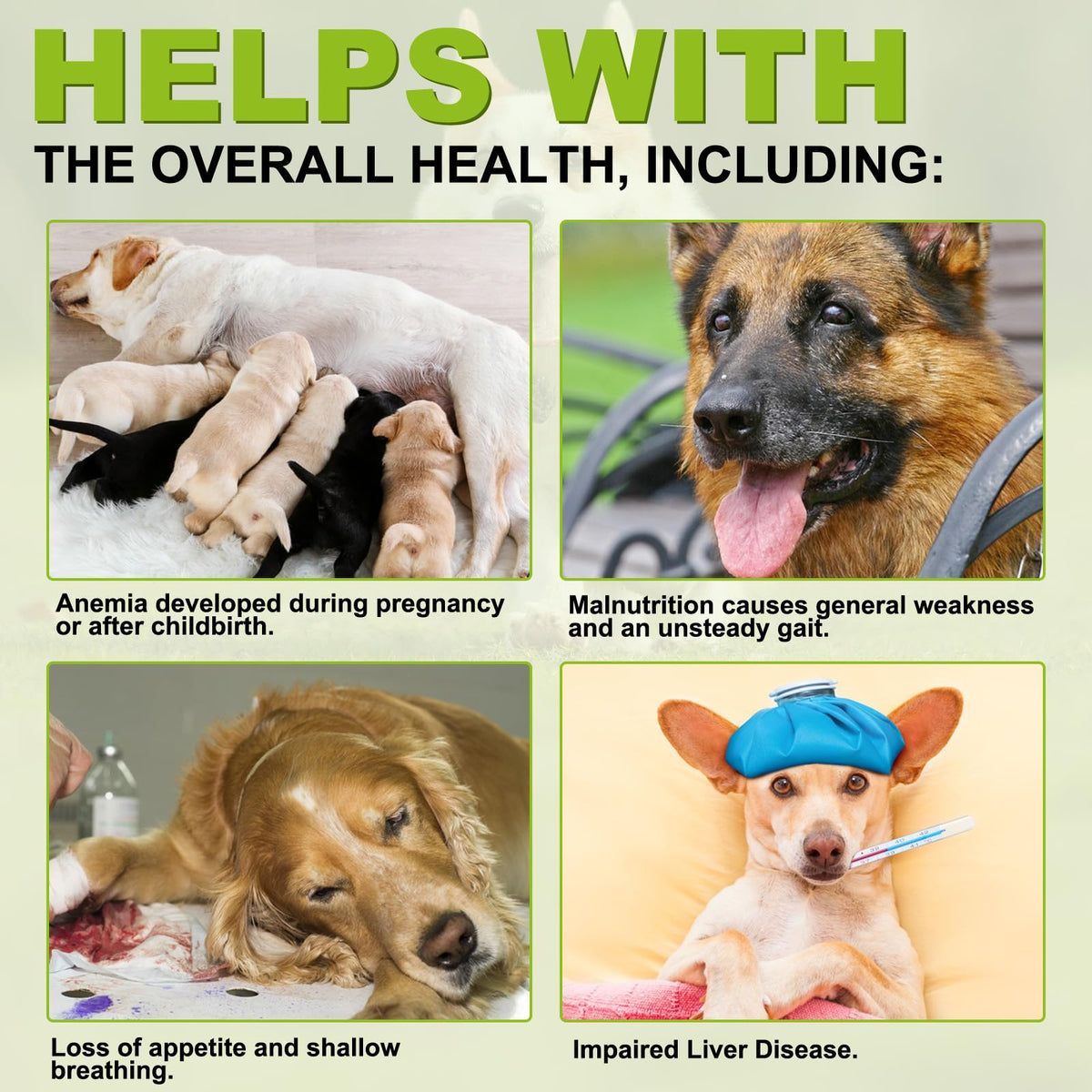 180 Chewable Milk Thistle Tablets for Dogs H50147
