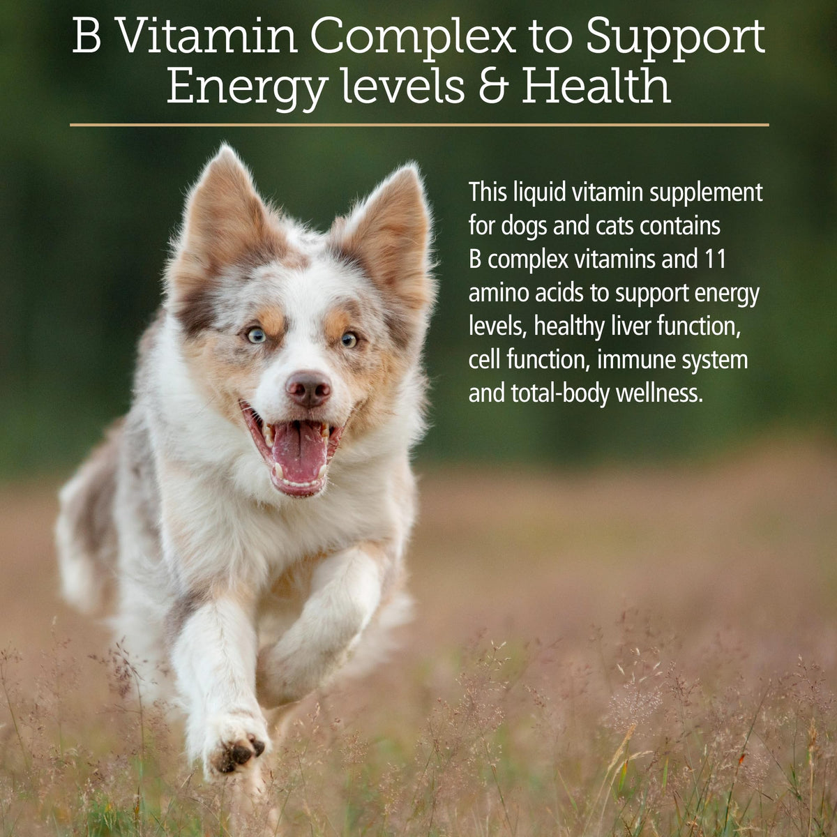Amino B Plex Cat & Dog Supplement 4oz M122545
